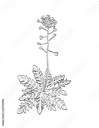 Drawing sketch style illustration of Capsella bursa-pastoris, shepherd's purse of the mustard family Brassicaceae and a wild edible plant on isolated background done in black and white line art.