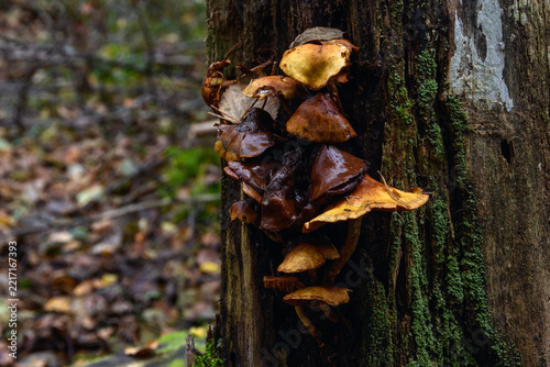 Cluster of overmature wild mushrooms growing on a mossy decaying tree trunk in an autumn forest.