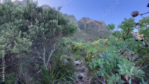 Kasteelport Trail hiking trail through typical vegetation, Table Mountains Twelve Apostles, Table Mountain, Cape Town, Western Cape, South Africa