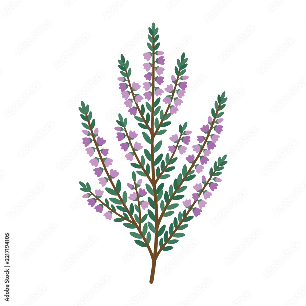 Fototapeta premium A vector illustration of a blooming heather branch with purple flowers and green leaves isolated on a white background.