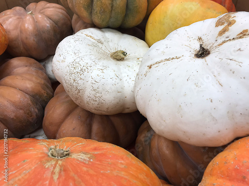 Close-Up of White and Orange Pumpkins and Gourds
