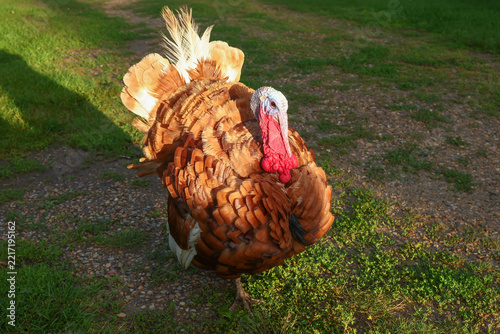 Strutting angry tom turkey walking on the grass in golden hour sunlight before Thanksgiving