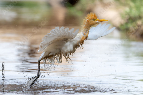 View of a cattle egret bathing in shallow water with wings spread and droplets splashing in Multan City, Punjab, Pakistan.