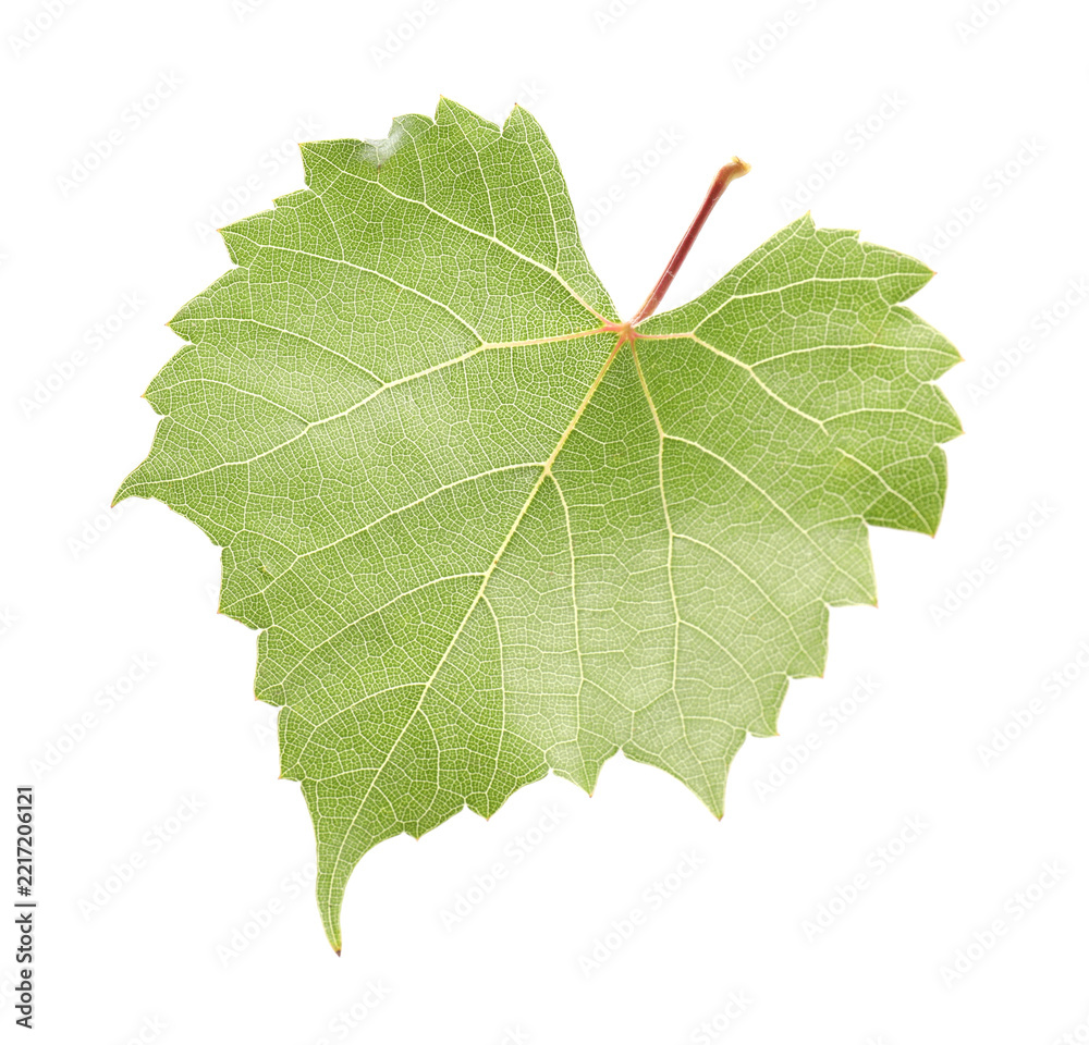 Naklejka premium One green grape leaf isolated on white