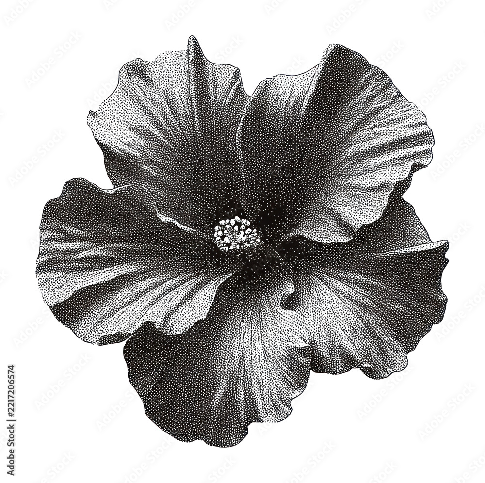 Fototapeta premium PNG Black and white hibiscus flower illustration with detailed petals