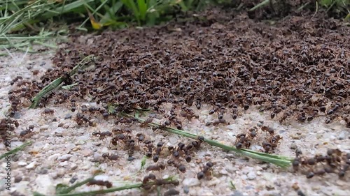 Ants scurry about a residential area of northern Illinois