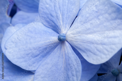 Mophead Hydrangea (Hydrangea macrophylla)