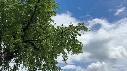 Green tree blue sky clouds summer nature.