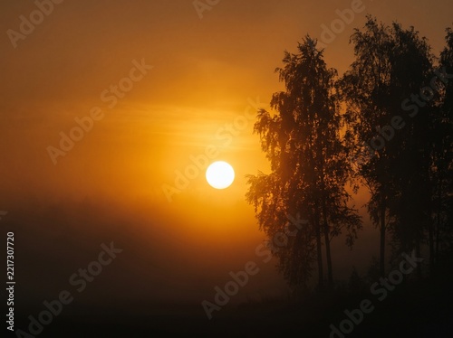 Sunlight glowing through morning mist in a serene forest landscape with woodland atmosphere landscape tranquil outdoors peaceful environment sunlight