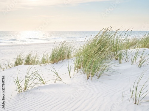 Green grass growing on white sand dunes at a calm ocean beach with seashore landscape vacation tranquil maritime peaceful daylight environment sunlight