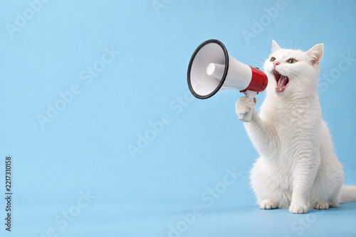 A funny cat holding a megaphone and announcing with an isolated colored background