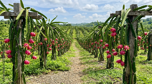 red grape vines in a vineyard