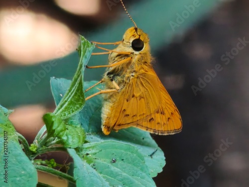 Small Orange Skipper Butterfly Perched on Fresh Green Leaves with Brick Wall Background, Macro Shot of Yellow Skipper Butterfly Resting on Green Plant Against Weathered Brick Wall