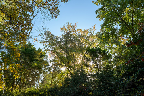 Golden sunlight filters through dense green canopy