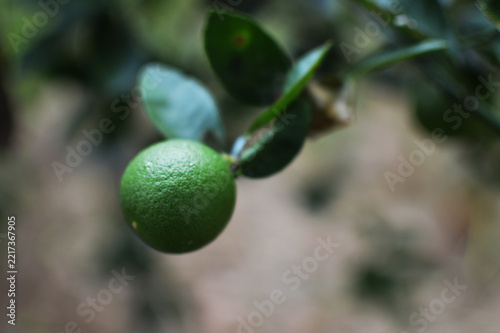Fresh green lime or citrus fruit hanging on a tree branch