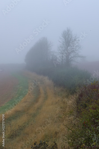 A vertical view of a misty rural landscape shows bare winter trees and thick hedgerows fading into heavy morning fog over rolling fields