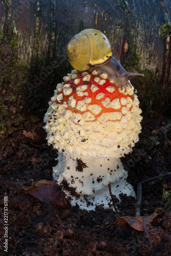 A small land snail with a yellow shell crawls over the bright red cap of a spotted fly agaric mushroom on the damp forest floor