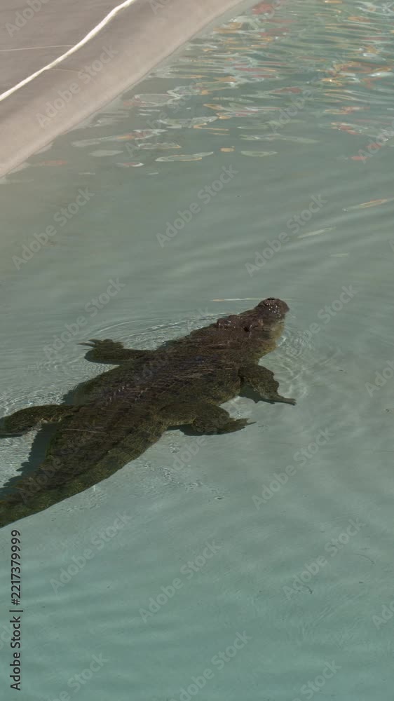 Costa Rica Aligators Saltwater Crocodile Swimming in Enclosure Pool in Australia Stock Video ...
