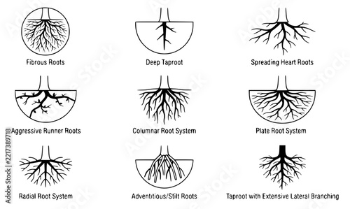 Vector illustrations of tree roots set with simple line art design featuring sketches, drawings, vector graphics with minimalist and simple illustrations