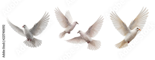 Group of white flying doves in motion isolated with white dove bird flight pigeon flight dove wings soaring bird spread wings bird set peace symbol wildlife graceful isolated PNG