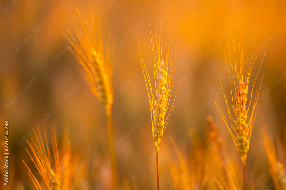 Fototapeta premium Agriculture field at sunset. Agriculture crop in silhouette. Golden agriculture background. Rural agriculture landscape.