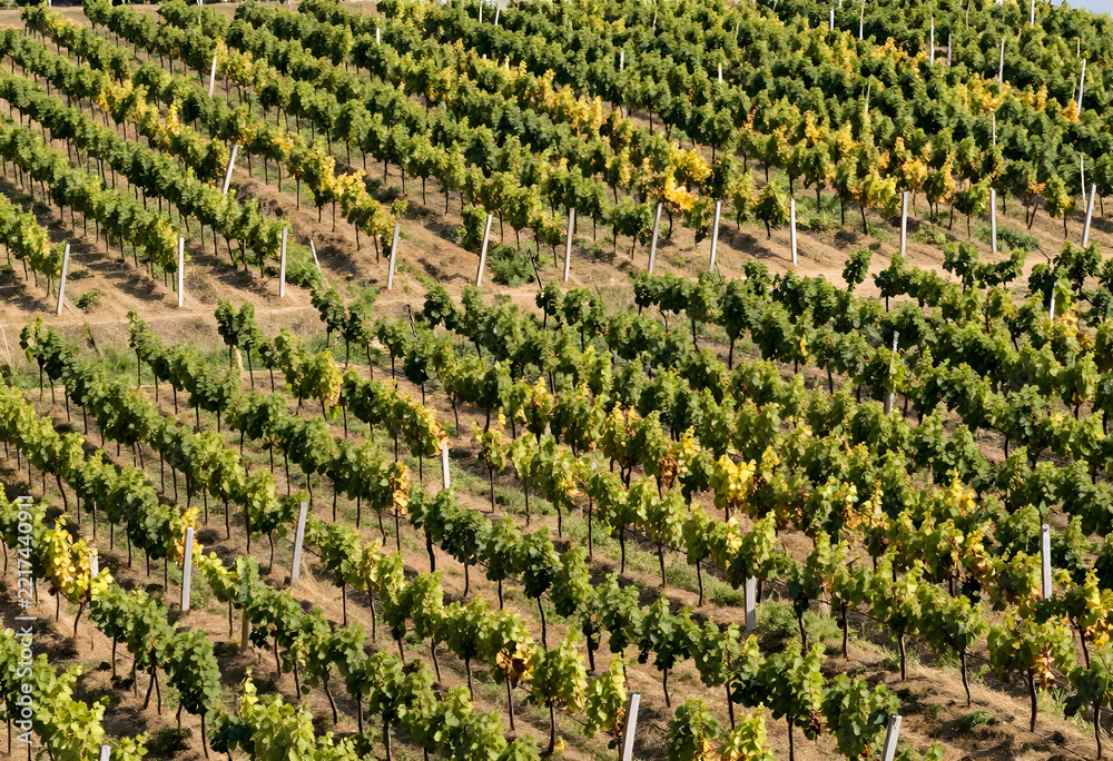 Naklejka premium Viticulture and sustainable agriculture, rows of grapevines in a vineyard during autumn harvest season with golden foliage and rural landscape