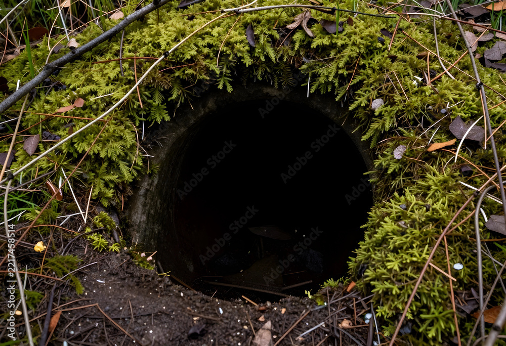 Fototapeta premium Wilderness exploration and mystery, dark circular hole in forest ground surrounded by green moss and pine needles for adventure and nature concepts