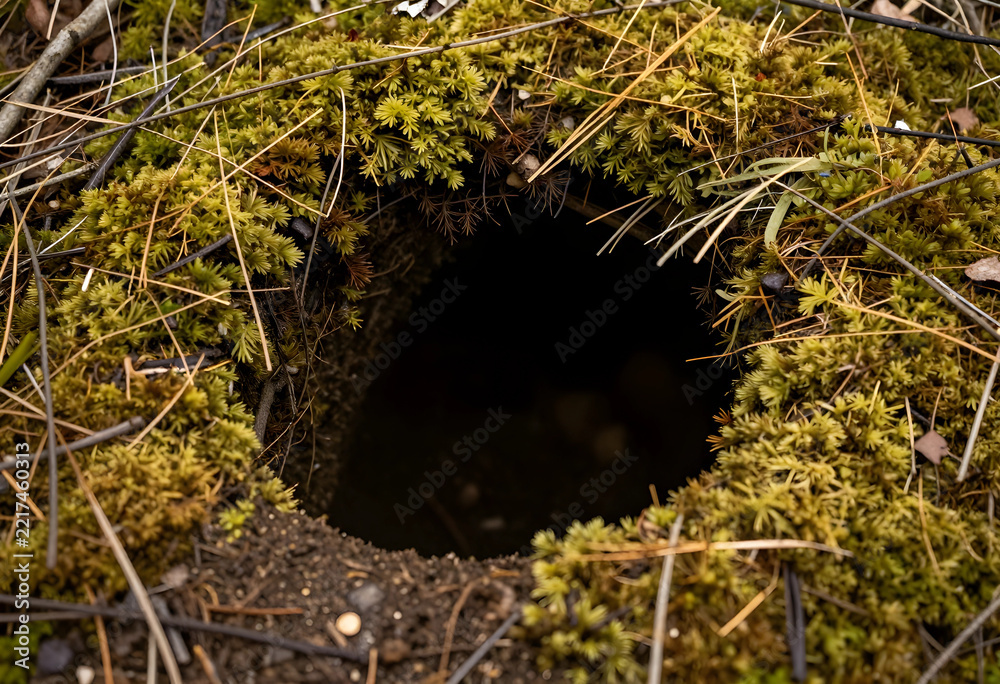 Fototapeta premium Wildlife habitat and animal burrow, nature conservation and biodiversity in forest ecosystem with mossy ground and dark entrance to underground den