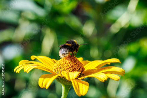 Bumblebee collecting nectar on bright yellow flower close-up, macro photography of pollination and nature