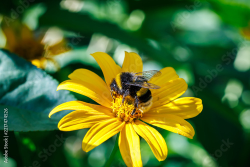 Bumblebee collecting nectar on bright yellow flower close-up, macro photography of pollination and nature