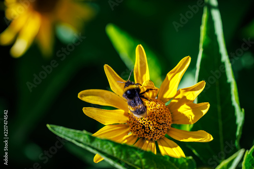 Bumblebee collecting nectar on bright yellow flower close-up, macro photography of pollination and nature
