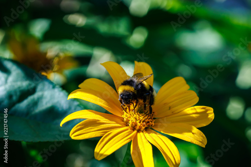 Bumblebee collecting nectar on bright yellow flower close-up, macro photography of pollination and nature