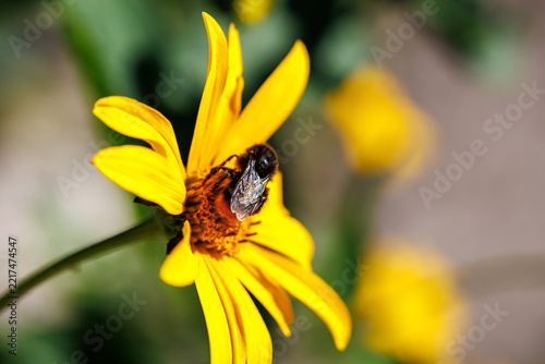 Bumblebee collecting nectar on bright yellow flower close-up, macro photography of pollination and nature
