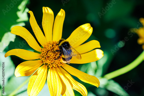 Bumblebee collecting nectar on bright yellow flower close-up, macro photography of pollination and nature