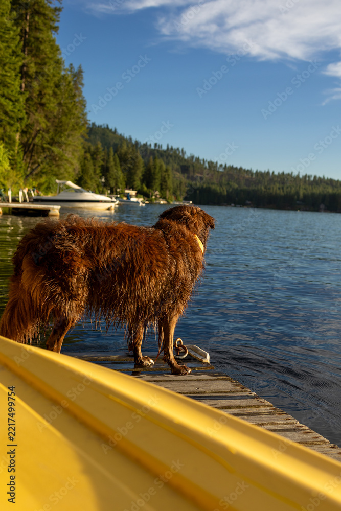 Fototapeta premium Wet shaggy dog stands on a wooden dock at the lake
