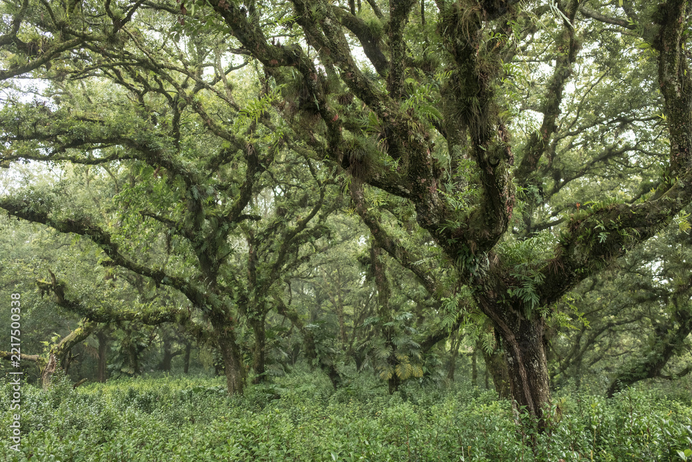 Fototapeta premium Ancient gnarled trees covered in moss and ferns