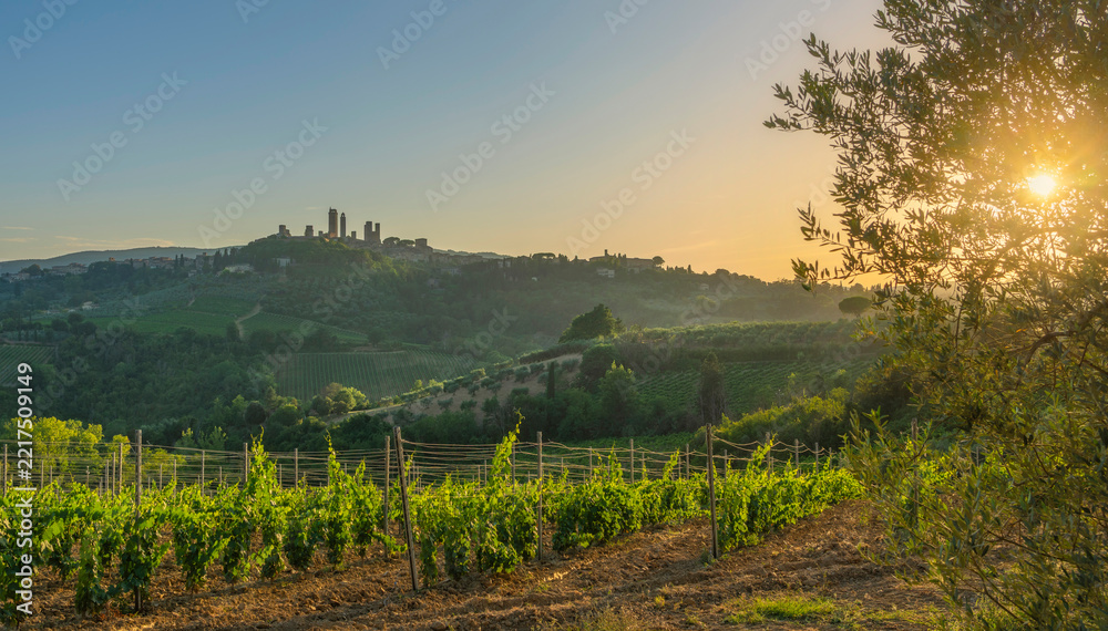 Naklejka premium Vineyard Rows at Sunset with San Gimignano Skyline