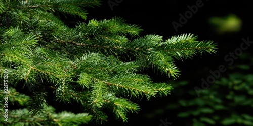 Close-up of a green pine tree branch with needles