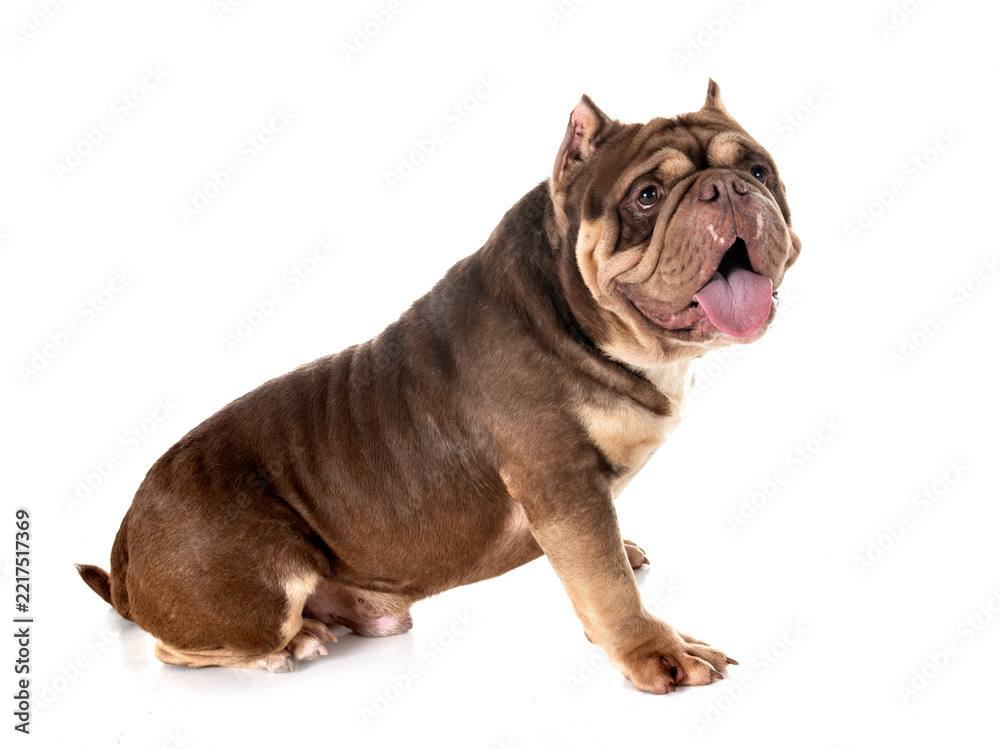 Obraz premium american bully in studio