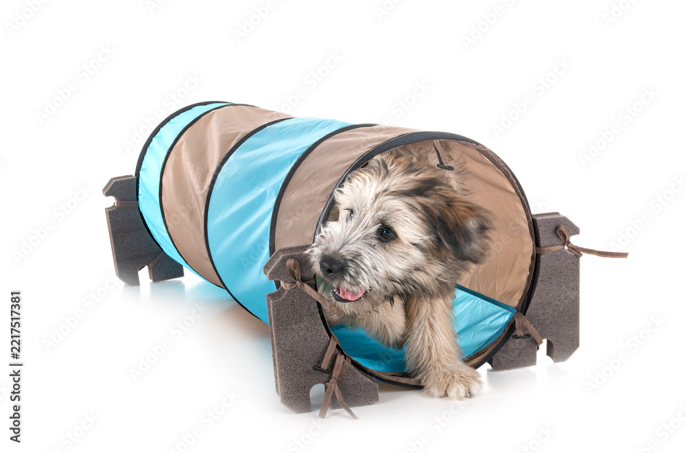 Fototapeta premium puppy pyrenean shepherd