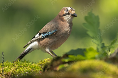 Eurasian Jay (Garrulus glandarius) in the woodland understory, surrounded by autumn leaves and natural vegetation, photographed in its natural forest habitat