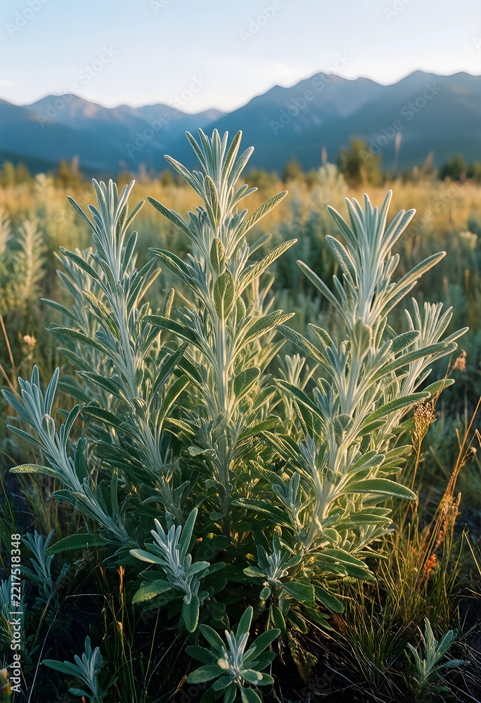 Naklejka premium Wild sage plant in mountain meadow, herbal medicine and aromatherapy concept, sustainable agriculture and organic farming in nature at golden hour