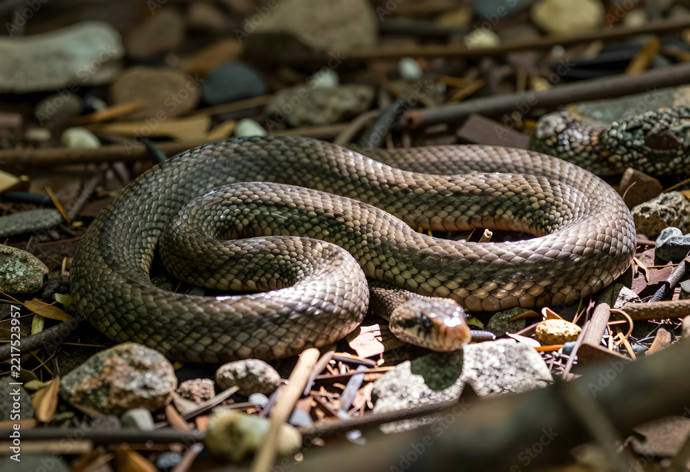 Obraz premium Wildlife conservation and biodiversity smooth snake coiled on forest floor in natural habitat reptile in wilderness predator and ecosystem balance