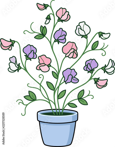Sweet pea flowering plant in a blue pot