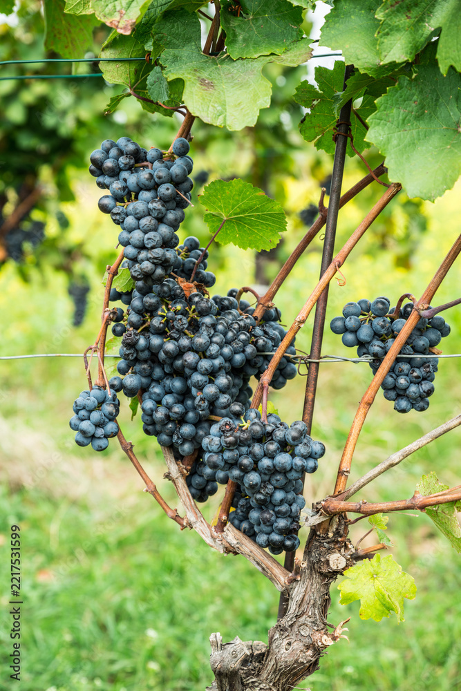 Fototapeta premium Close up of ripe black grapes growing in clusters on green vine in sunny vineyard.
