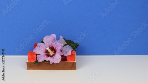 Syrian hibiscus flower (Hibiscus syriacus) in a shopping crate, with a blue chroma key background and copy space for text.