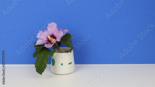 Syrian hibiscus flower (Hibiscus syriacus) in a ceramic pot, with a blue chroma key background and copy space for text.