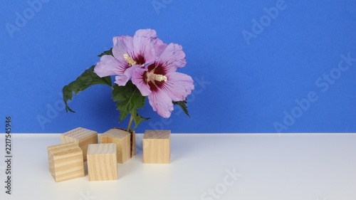 Syrian hibiscus flower (Hibiscus syriacus) on a series of wooden cubes, with a blue chroma key background and copy space for text.