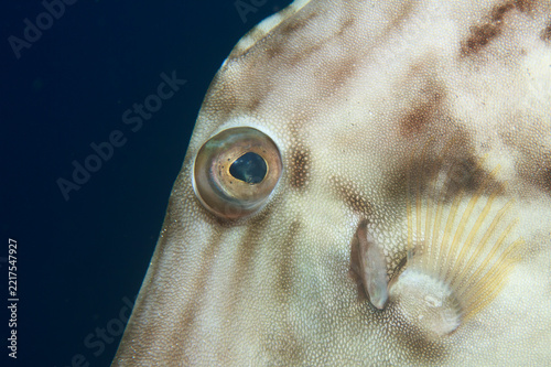 Planehead filefish head macro close up showing eye and skin texture