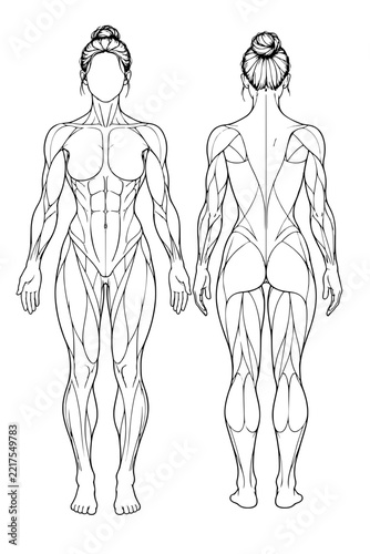 Female Muscle Anatomy Front and Back Line Art Illustration